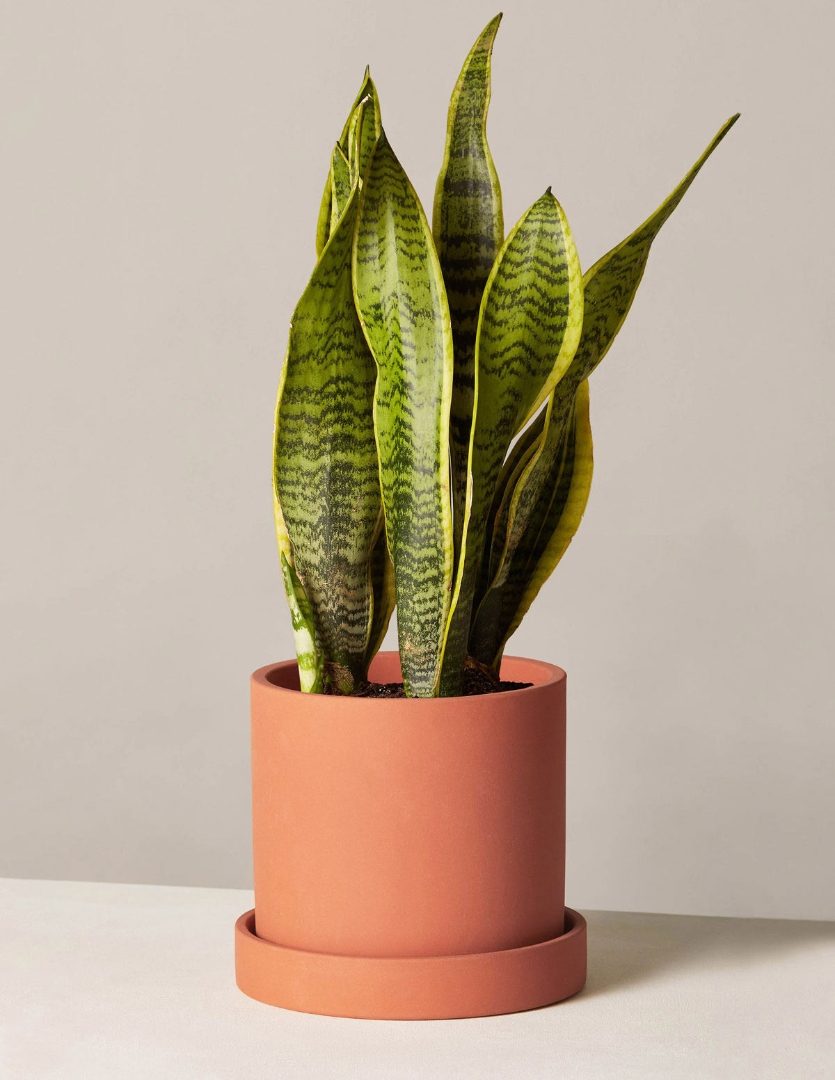 Snake Plant Laurentii