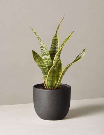 Snake Plant Laurentii