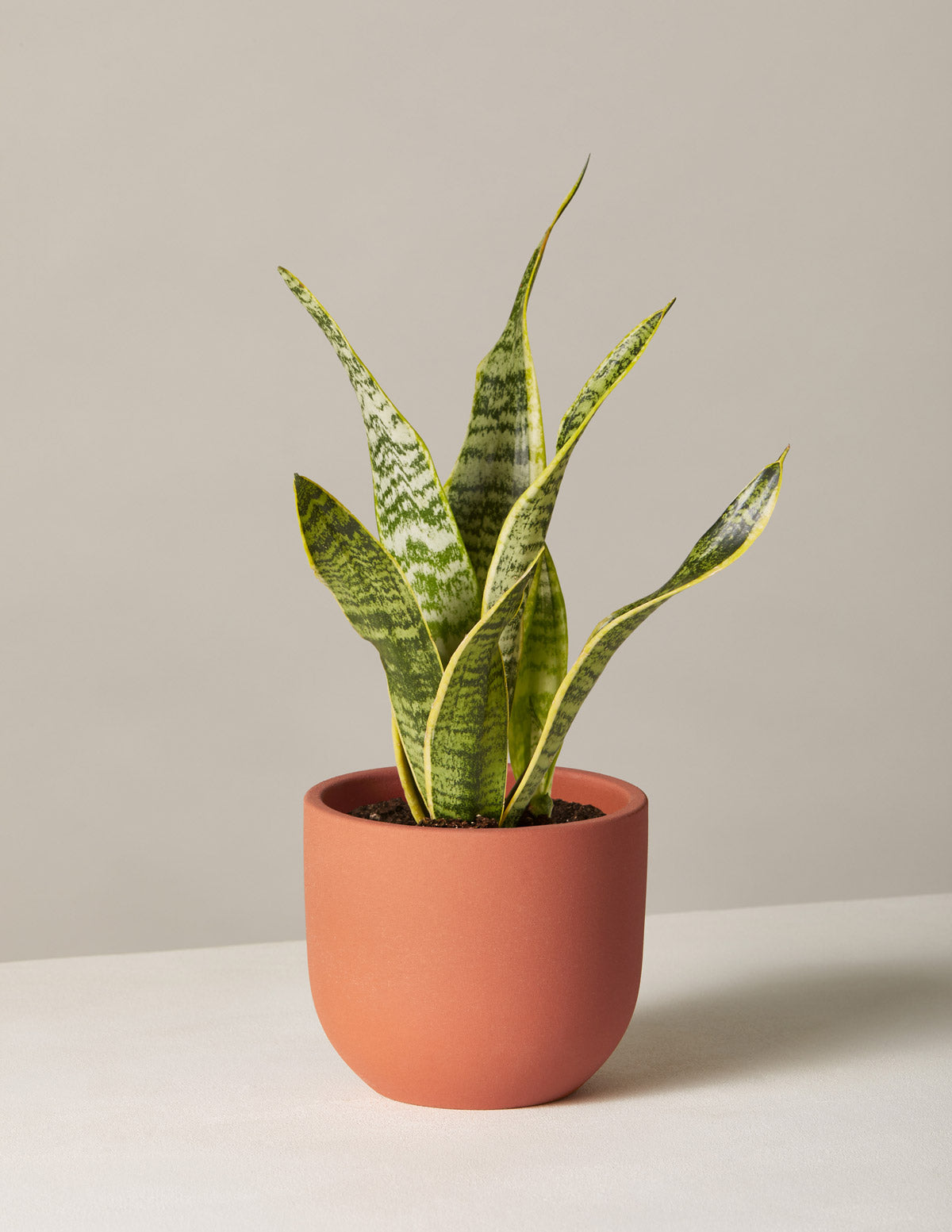 Snake Plant Laurentii