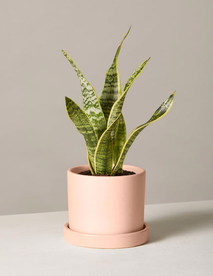 Snake Plant Laurentii