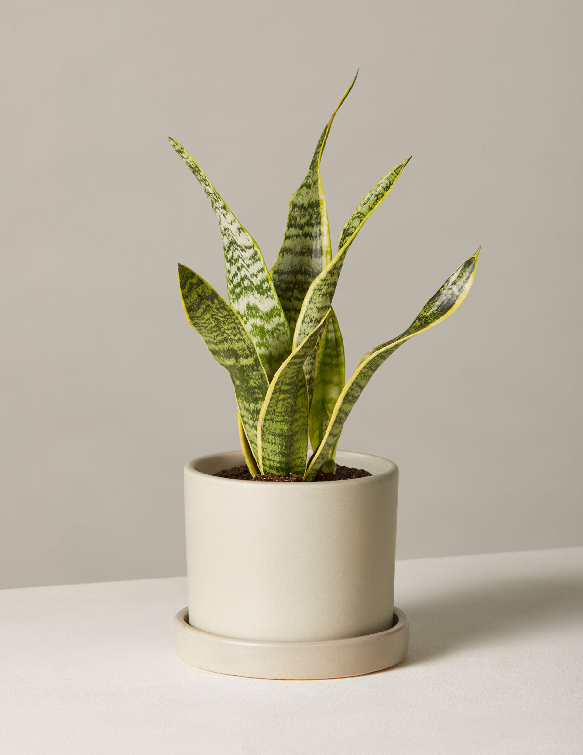 Snake Plant Laurentii