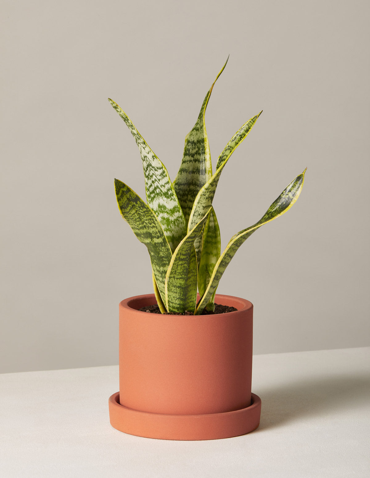 Snake Plant Laurentii