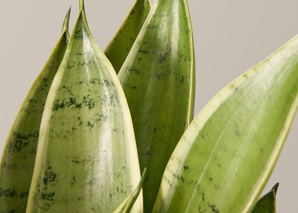 Snake Plant