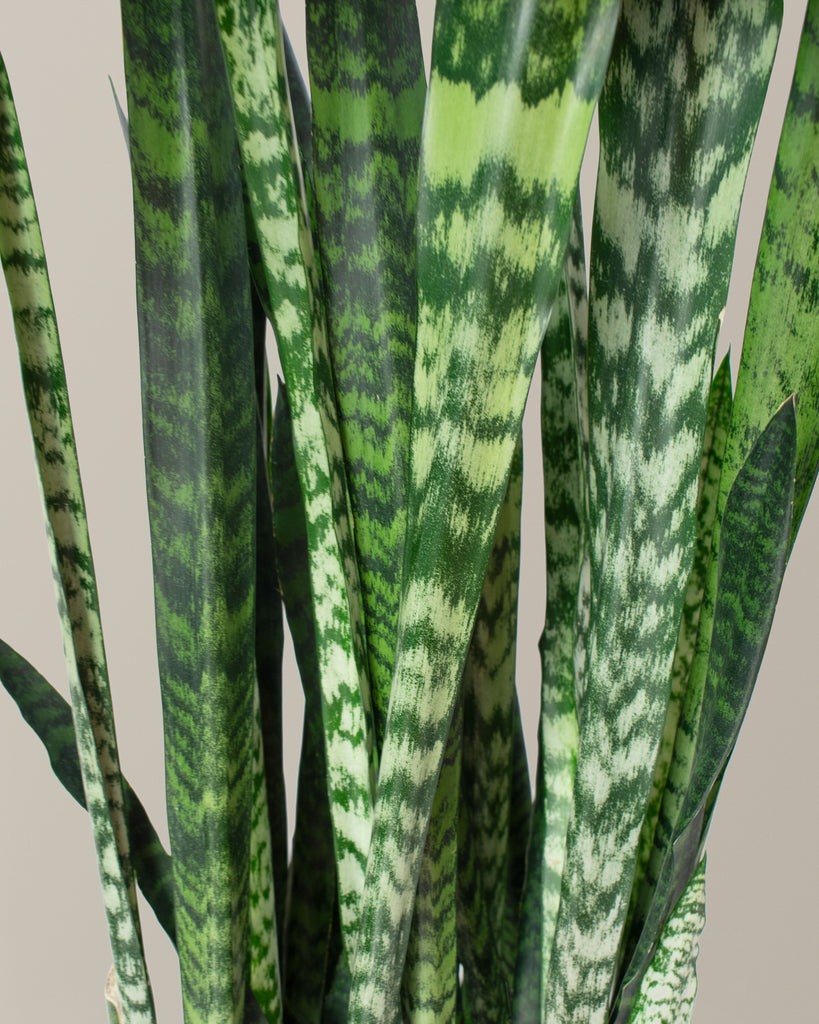 Snake Plant Black Coral