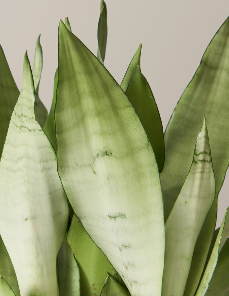 Snake Plant Moonshine