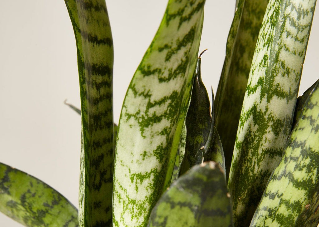 Snake Plant Zeylanica