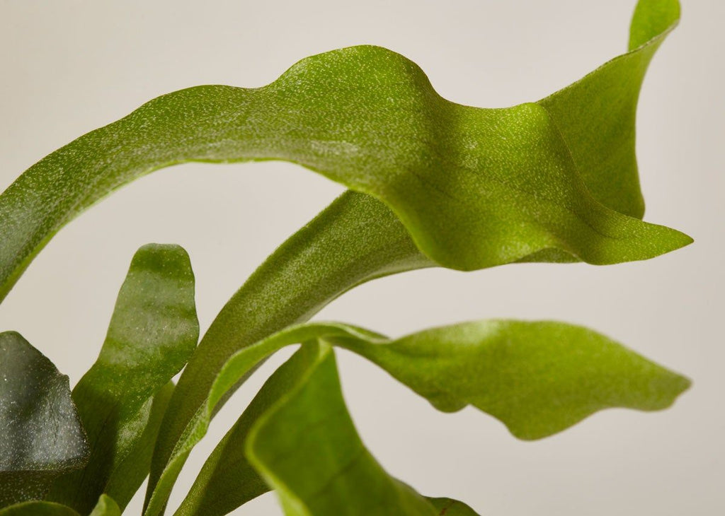 Staghorn Fern