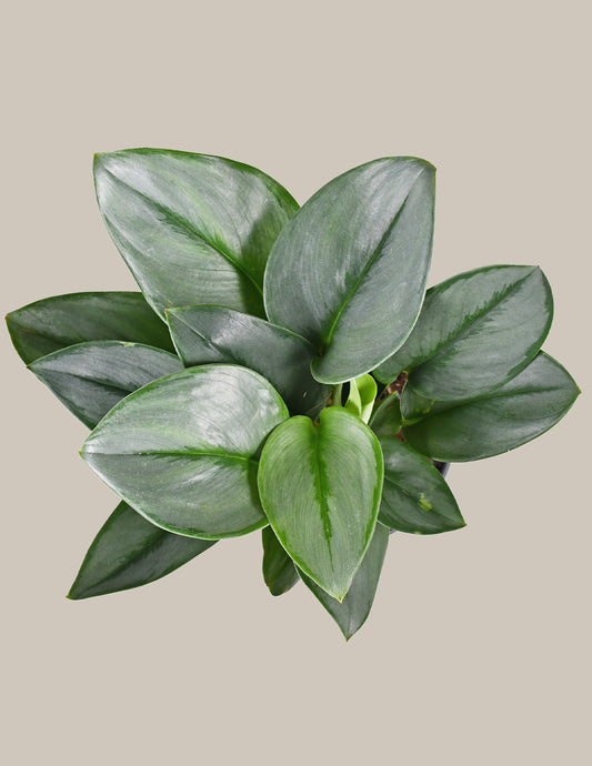 Pothos 'Sterling Silver'