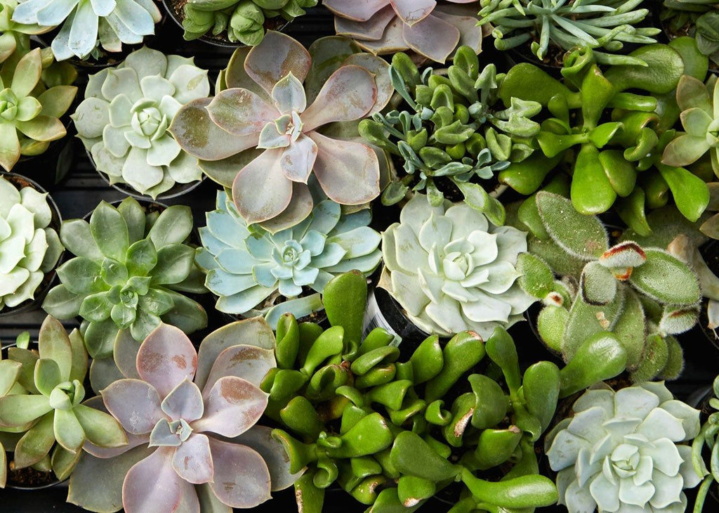 Succulents