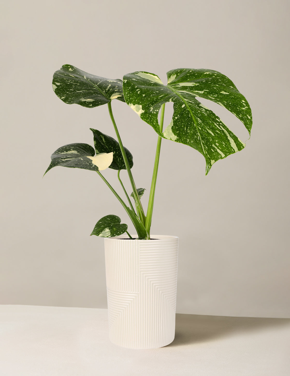 Monstera ‘Thai Constellation’