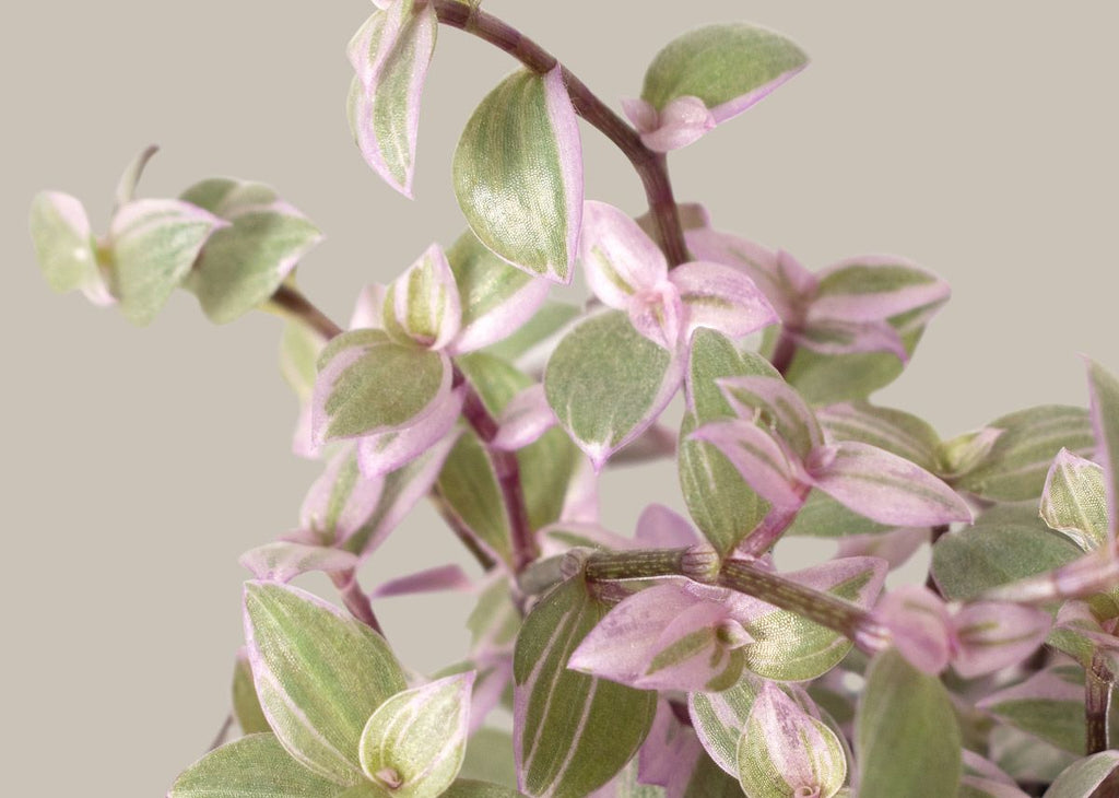 Tradescantia Pink Panther