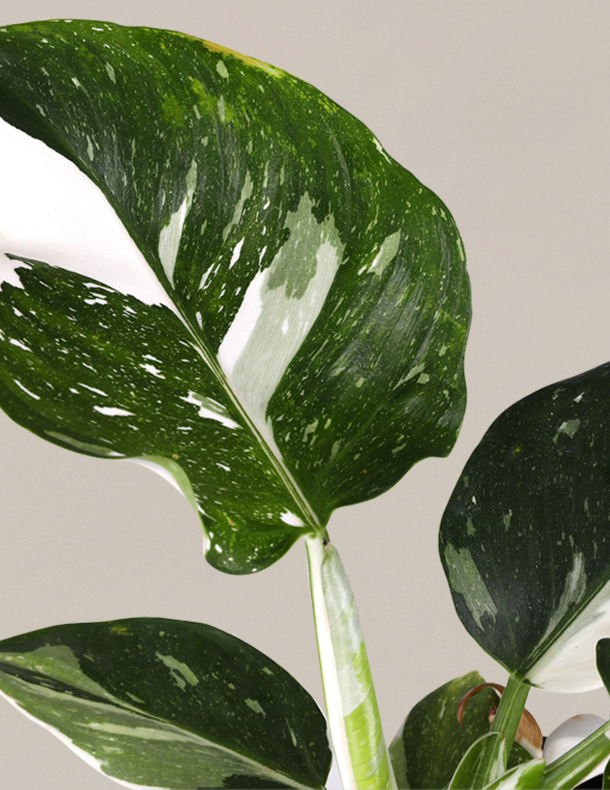 Philodendron White Wizard