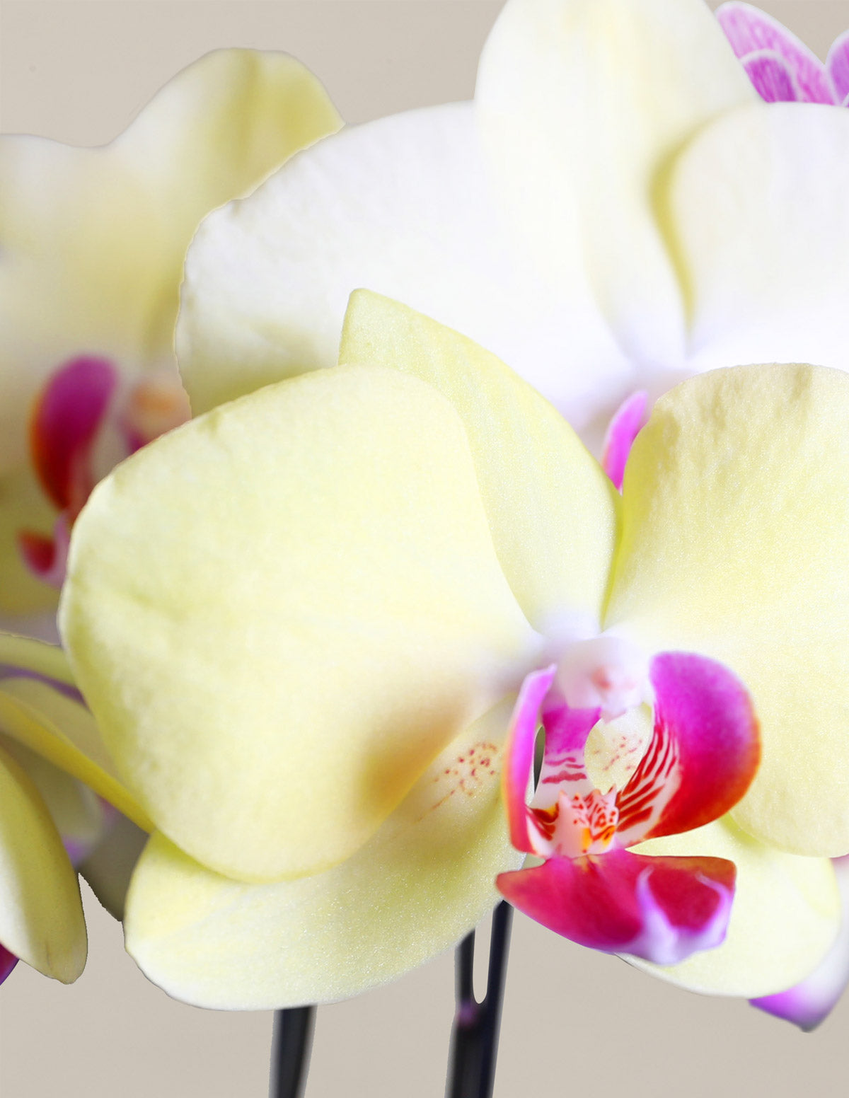 Yellow Orchid