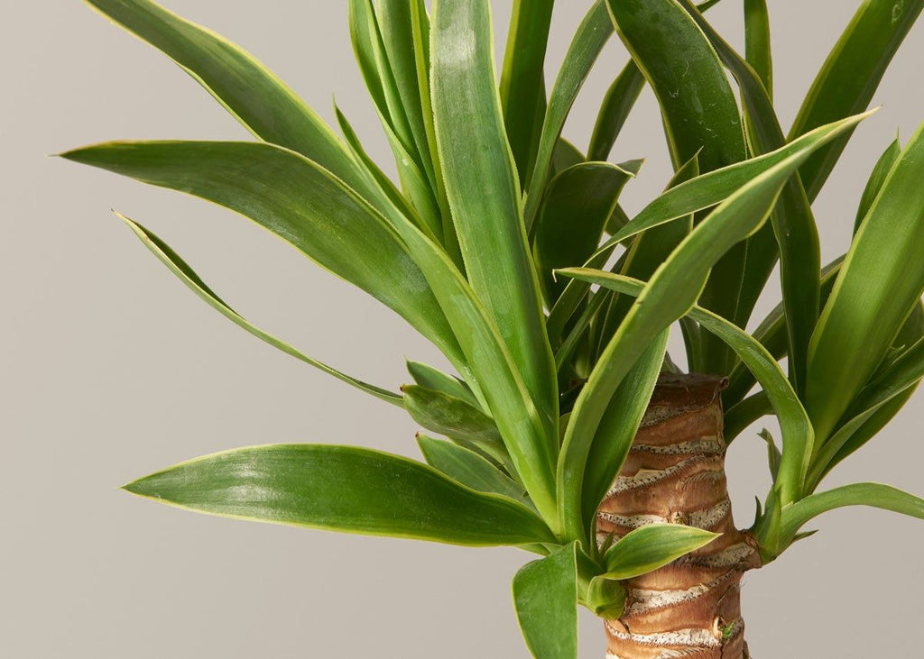 Large Yucca Plant