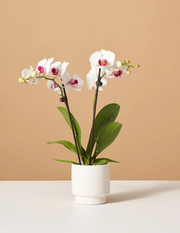 Petite White Orchid