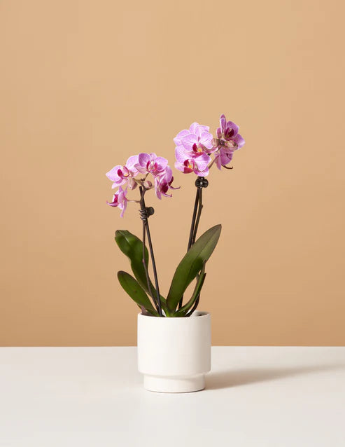 Petite Pink Orchid