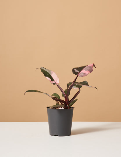 Philodendron Pink Princess