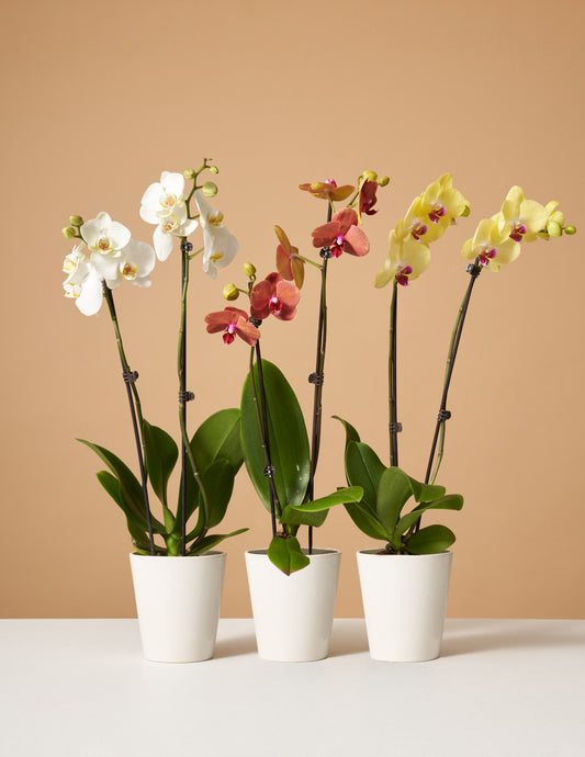 Orchid Subscription (6 Months)