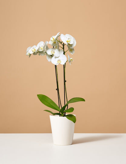 White Orchid