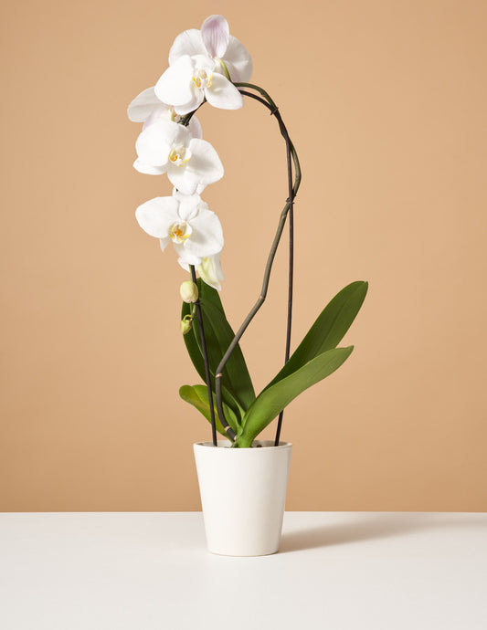 White Waterfall Orchid