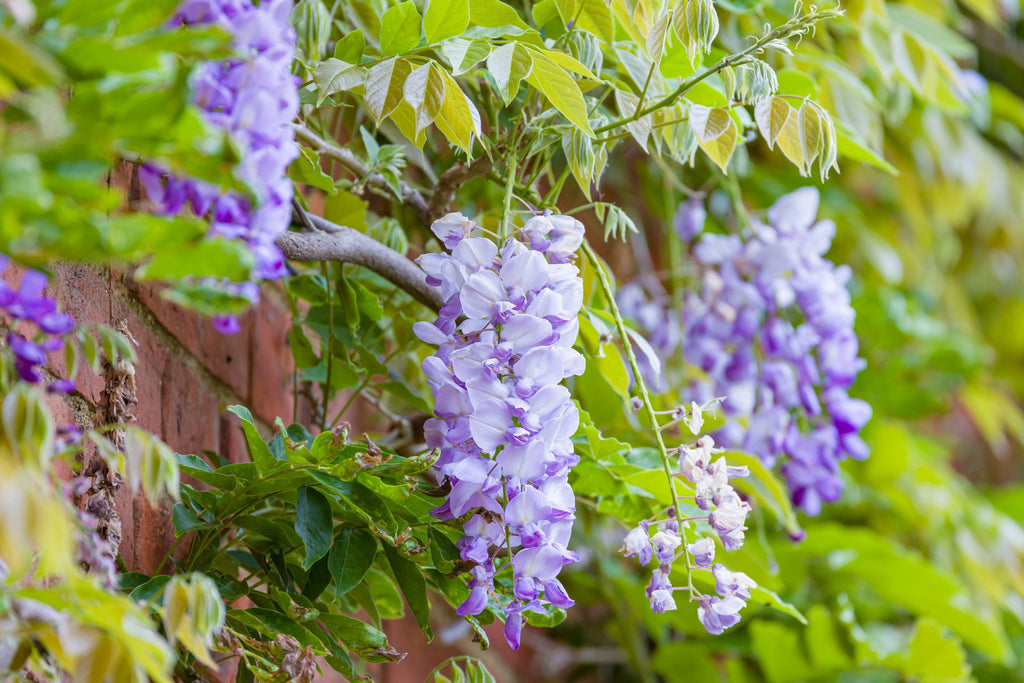 Wisteria