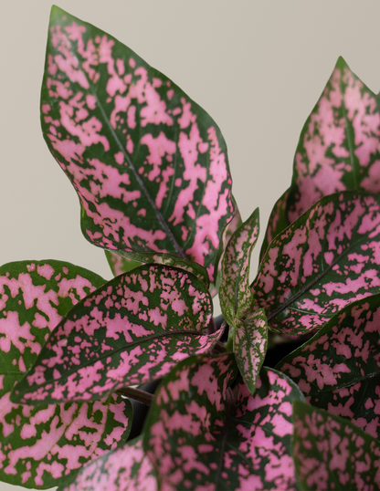 Pink Polka Dot Plant