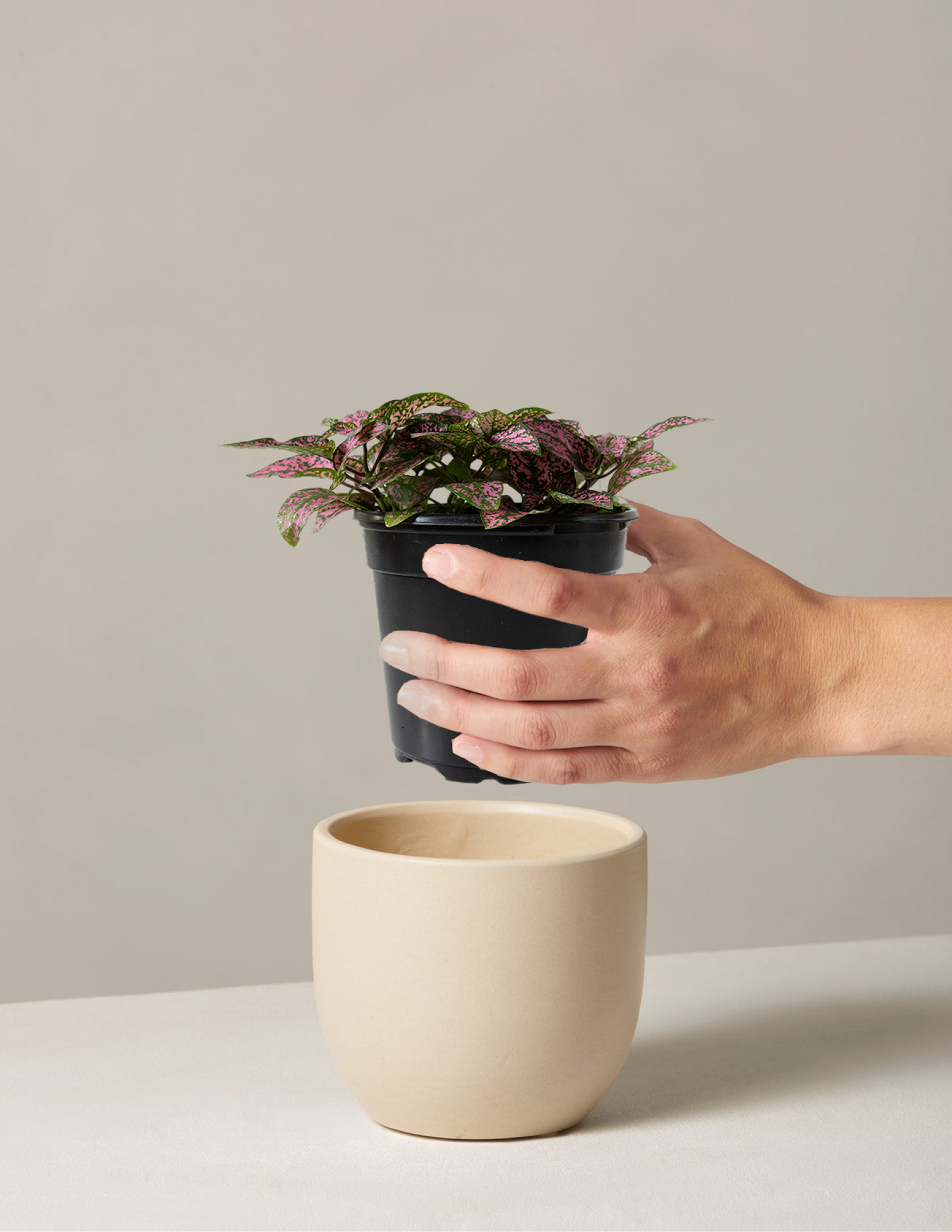 Pink Polka Dot Plant